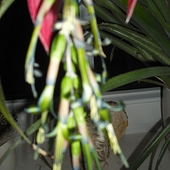 kwiat odmiany ananasowca /w powiększeniu/
