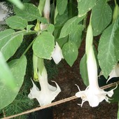 Kwiaty Bielunia Bia