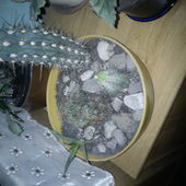 moja kolekcja kaktusów