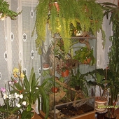 orchidarium