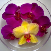 Orchidee na tafli wody