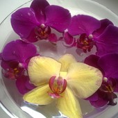 Orchidee w wodzie.
