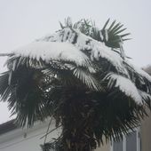palmy i snieg....