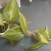 philodendron scandens variegata