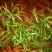 Szparag sierpowaty (Asparagus falcatus)