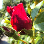 Ta róża też dla Basi...