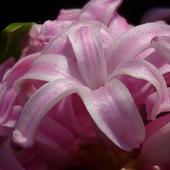 Wieczoru w różowym nastroju Wam życzę i pozdrawiam serdecznie:)))