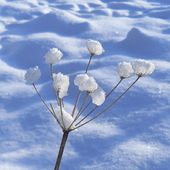 Zimowy kwiat