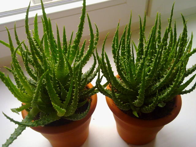 2x Aloes