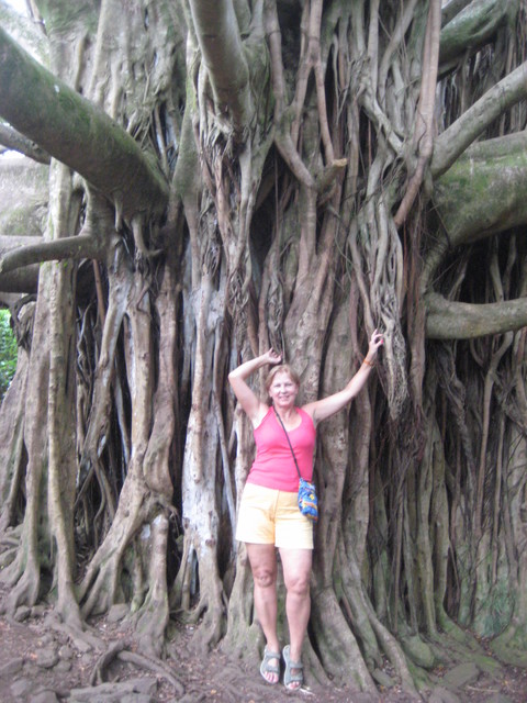 banyan tree, Maui,
