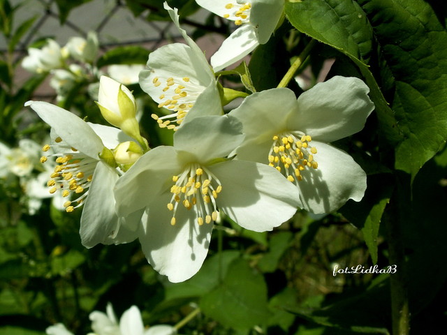 Białe kwiaty w ogrodzie.