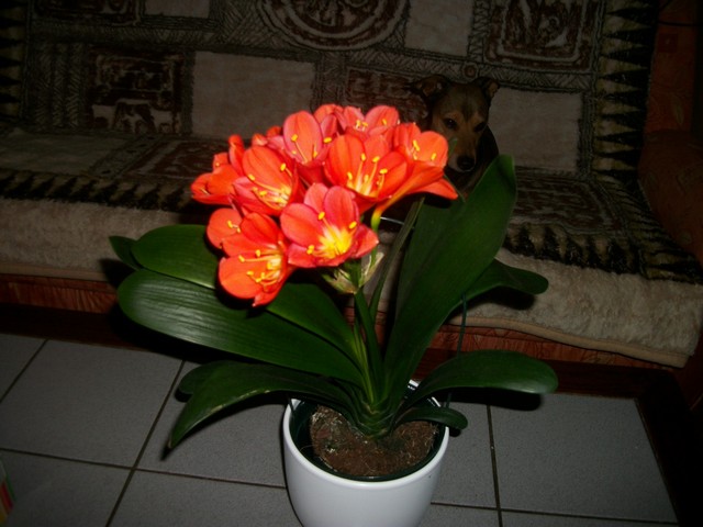 Clivia orange.