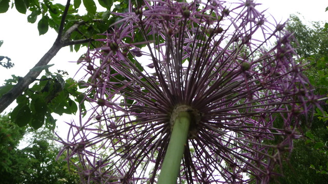 Czosnkowiec.Allium