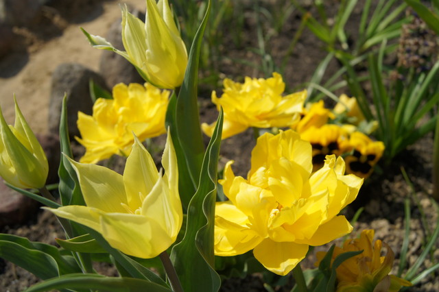 Już zakwitły tulipany, choć pochmurny ranek. Wyglądają tak psześlicznie, jak namalowane.