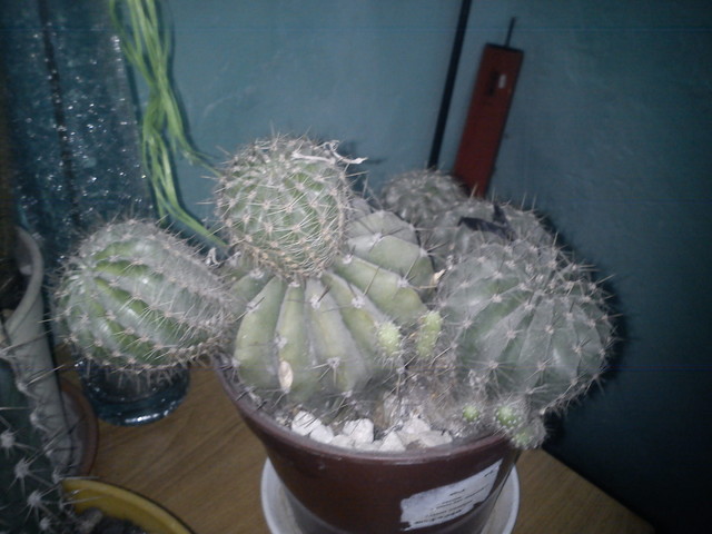 Kaktus mojej siostry