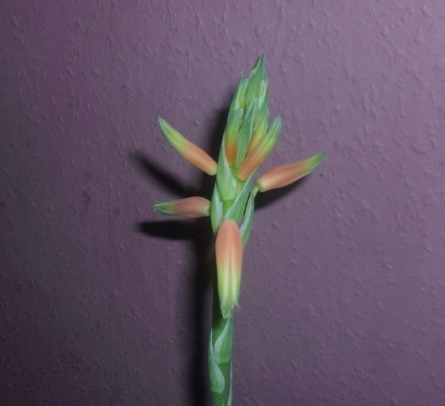 Kwiat aloesu