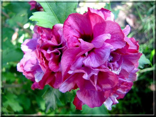 kwiat hibiskusa pełnego