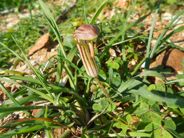 arisarum vulgare
