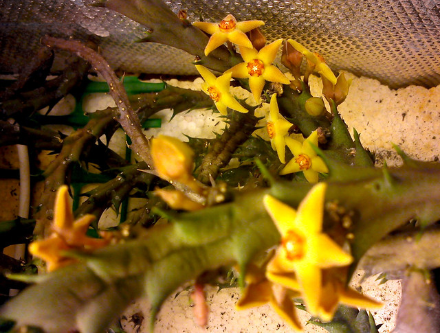 Orbea subterranea obsypana kwiatami