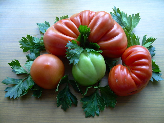 Pomidorowy kwartet.