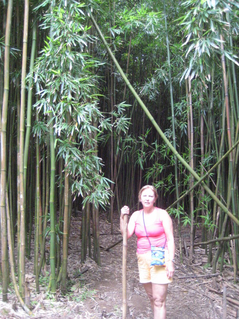 w bambusowym lesie 