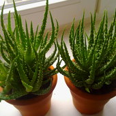 2x Aloes