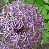 Czosnkowiec.Allium