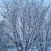 Drzewa w zimowej szacie