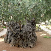  Drzewo Oliwne