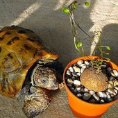 Dwa żółwie ;-)