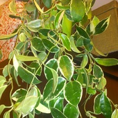 hoya carnosa variegata