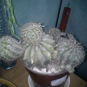 Kaktus mojej siostry