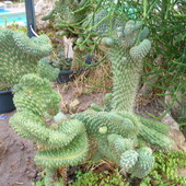 Kaktusy  w Tabie