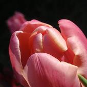 Kolorowanki - Tulipa