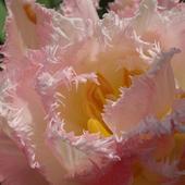 Kolorowanki - Tulipa