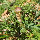 arisarum vulgare