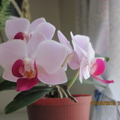 Orchid ;-)