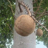Owoc Czerpni Gujańskiej