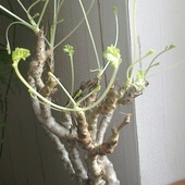 Pelargonium Ferulace