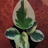 peperomia clusiifolia