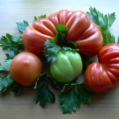 Pomidorowy kwartet.