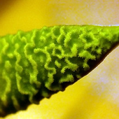 Stapelia flavopurpurea - powierzchnia płatka