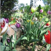 tulipany...