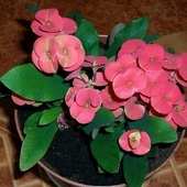 Wilczomlecz lśniący Euphorbia millii