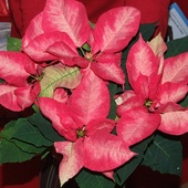 Wilczomlecz nadobny (Euphorbia pulcherrima) lub krótko POISENCJA