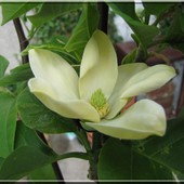 żółta magnolia....