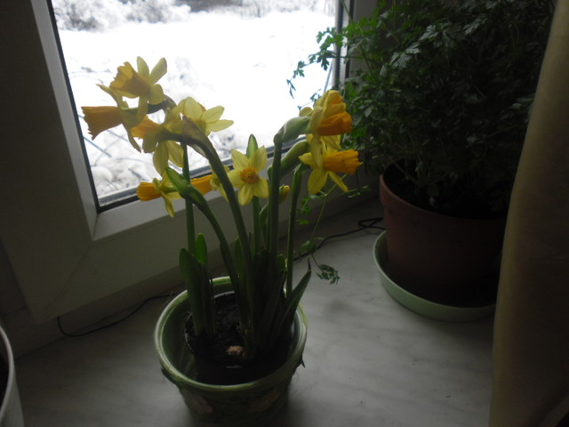 A na oknie wiosna!