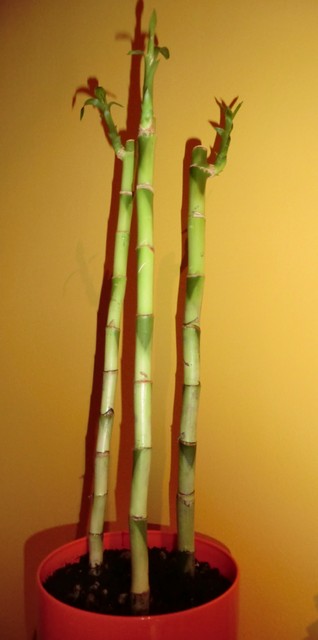 Bamboo raz jeszcze