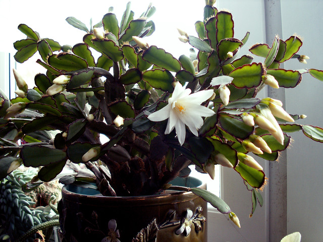 Biały  ripsalidopsis