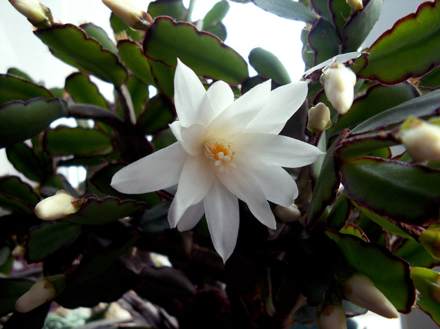 Biały ripsalidopsis 2